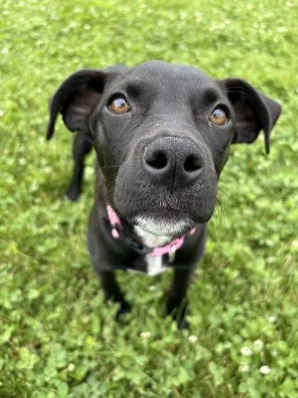A young medium-sized female Black Terrier dog named Belle for adoption in Alpena, MI