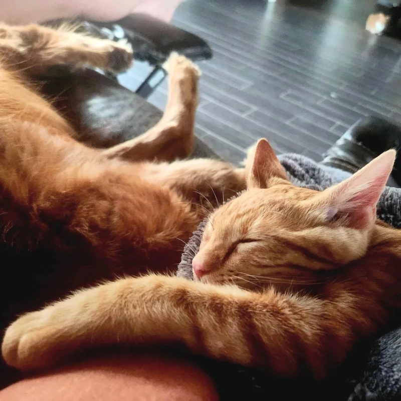 A baby medium-sized male Tabby (Orange / Red) Domestic Short Hair cat named Edward for adoption in Wilsonville, OR