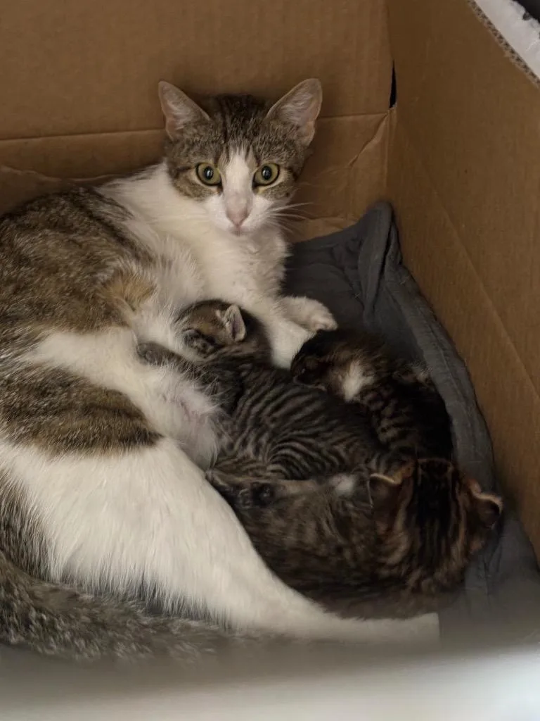 A young medium-sized female Domestic Short Hair cat named Kiwi for adoption in New Braunfels, TX