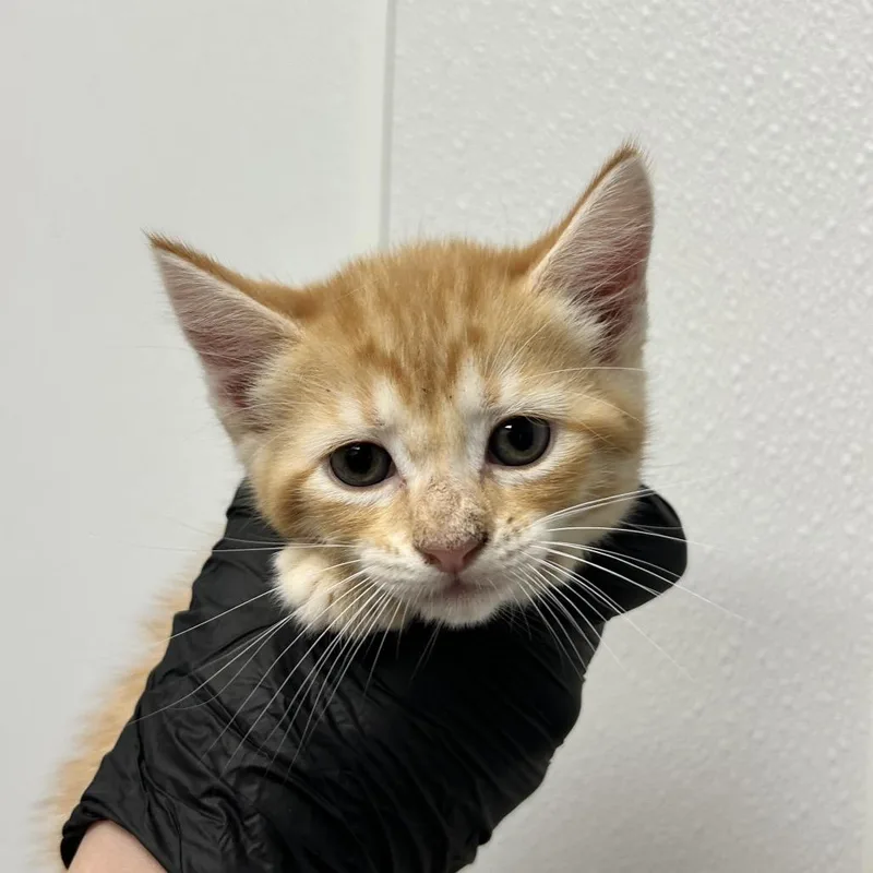 A baby small-sized female Orange / Red Domestic Short Hair cat named Celeste for adoption in Abilene, TX