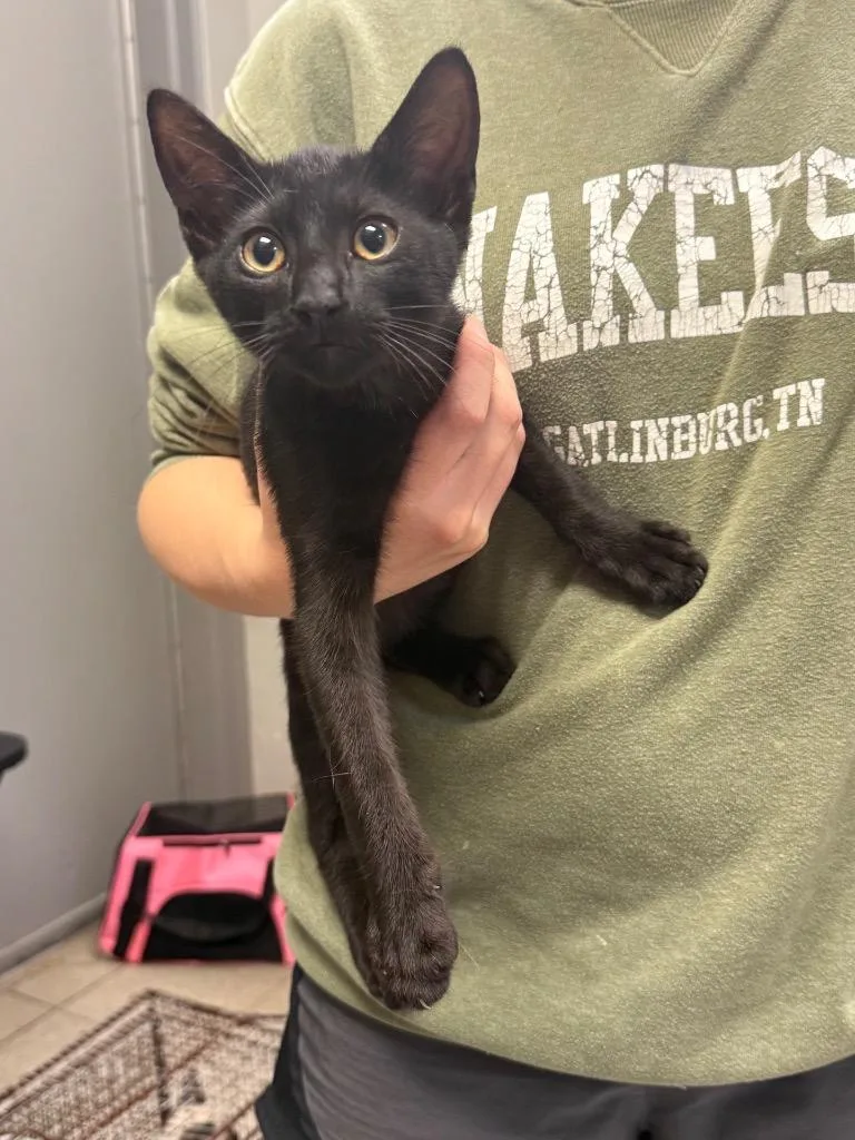 A baby medium-sized male Domestic Short Hair cat named Kestrel for adoption in Sorrento, LA