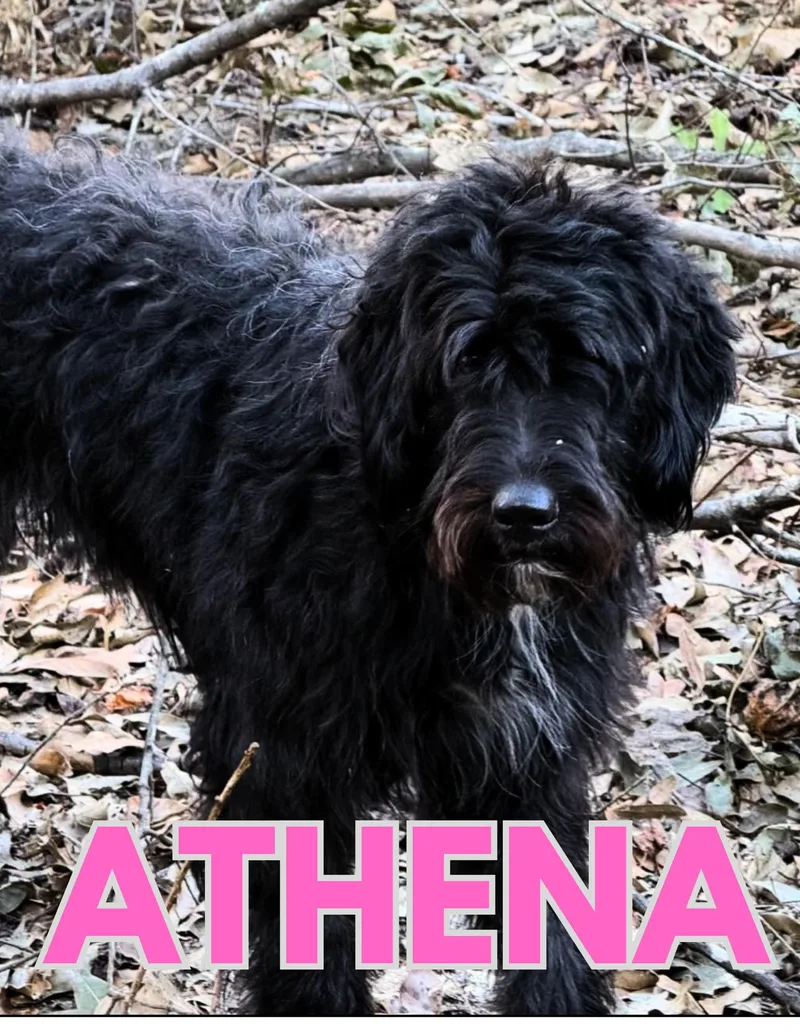 An adult medium-sized female Black Aussiedoodle dog named Athena for adoption in Shalimar, FL