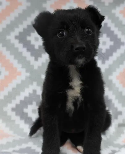 A baby medium-sized female Shepherd dog named Ami for adoption in Thief River Falls, MN