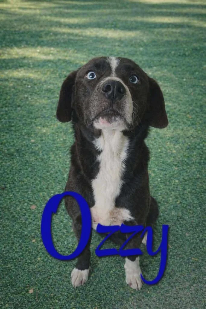 A young large-sized male Husky dog named Ozzy for adoption in Livingston, LA
