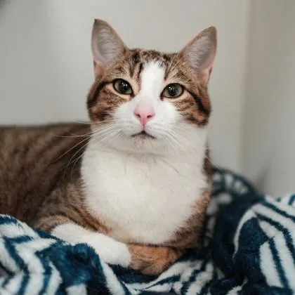 An adult small-sized male Brown / Chocolate Domestic Short Hair cat named Taco for adoption in Atlanta, GA