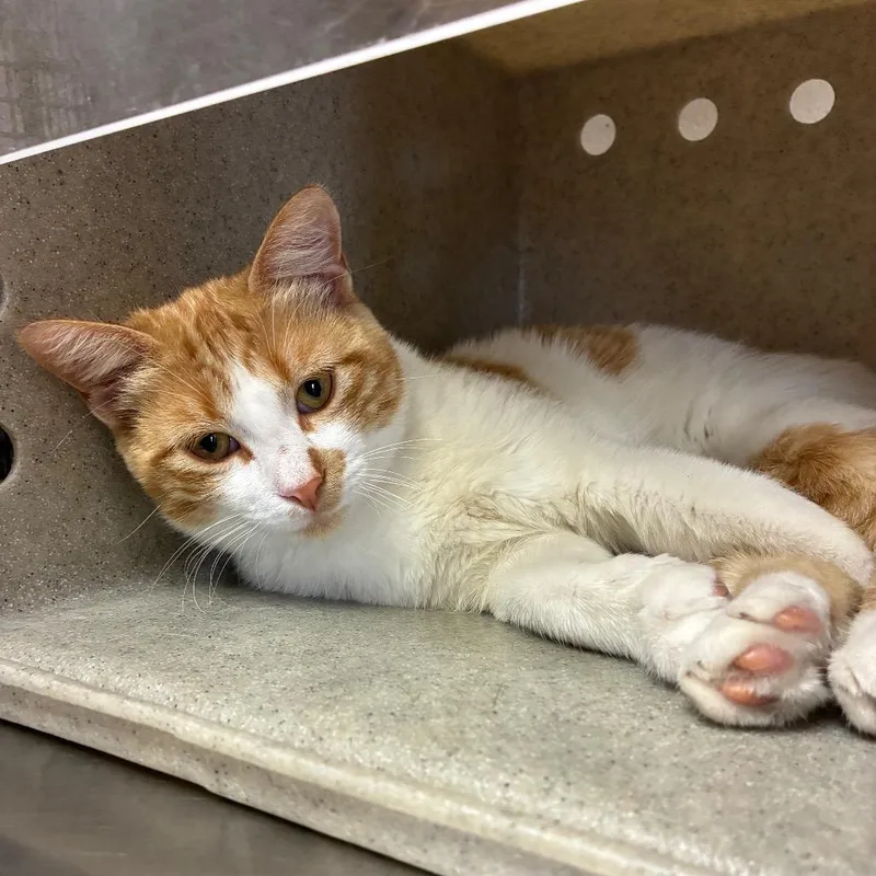 A young medium-sized male Orange / Red Domestic Short Hair cat named Kirby for adoption in San Antonio, TX