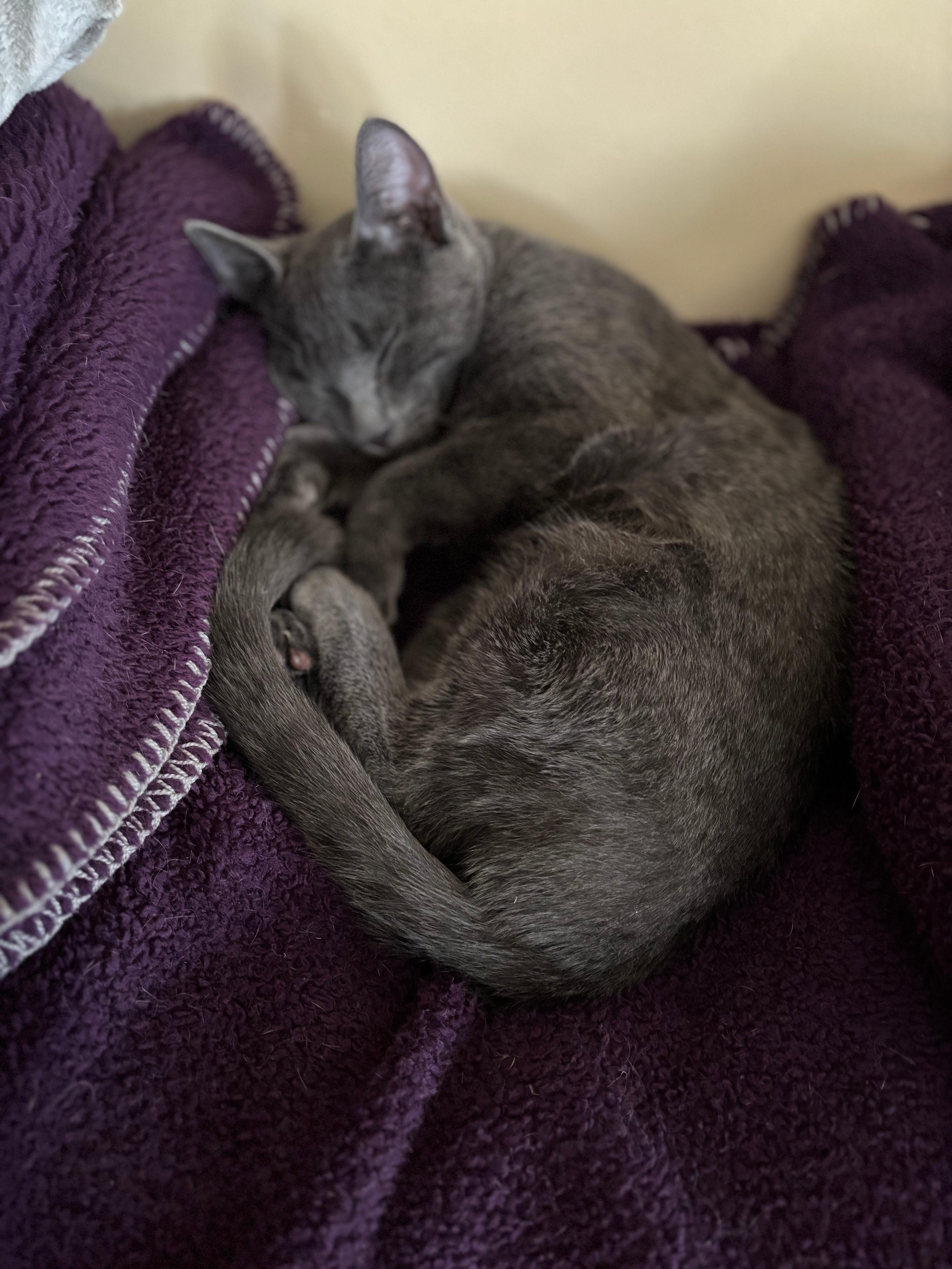 A young medium-sized female Domestic Short Hair cat named Ellie for adoption in Melrose, MA