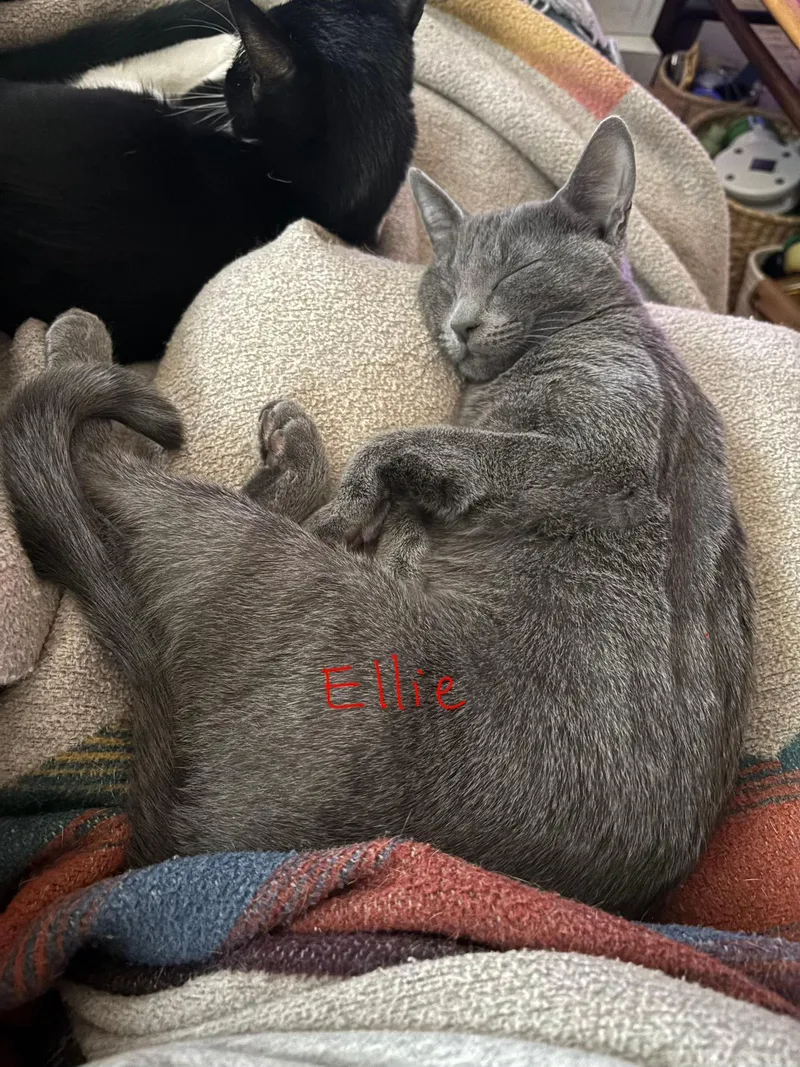 Ellie thumbnail 5