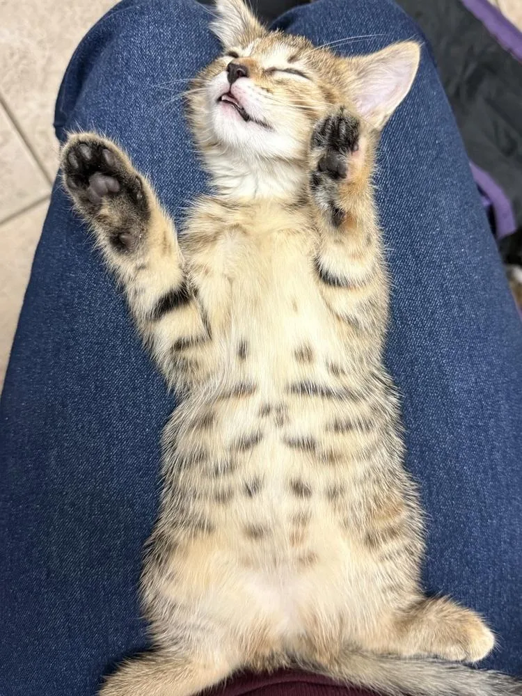 A baby medium-sized female Tabby (Brown / Chocolate) Domestic Short Hair cat named Evangeline for adoption in Clinton Township, MI