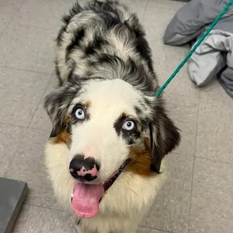 A young medium-sized male White / Cream Australian Shepherd dog named Cooper for adoption in Bastrop, TX