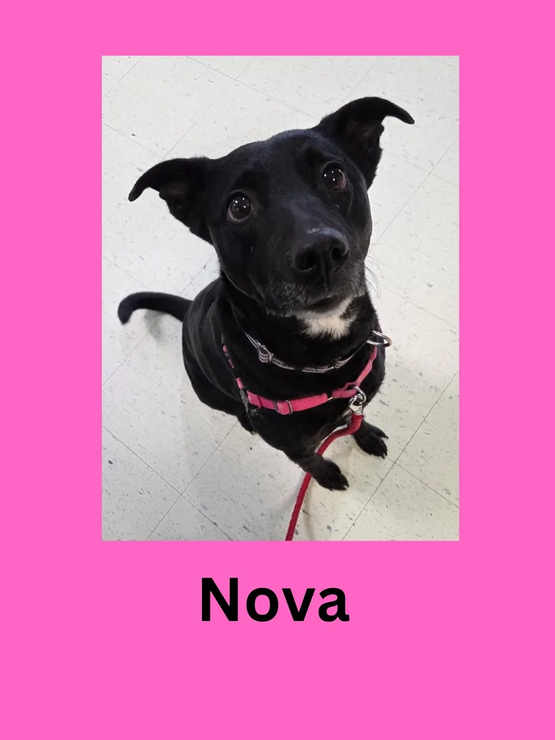 Nova