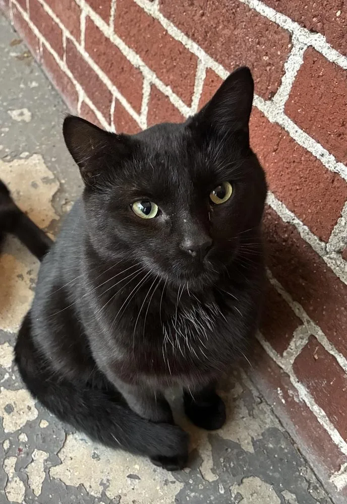 A young medium-sized male Black Domestic Short Hair cat named Blondie for adoption in Ferndale, MI