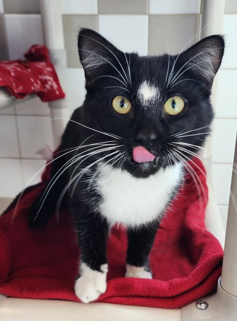 A young medium-sized male Domestic Short Hair cat named Oreo for adoption in Superior, WI