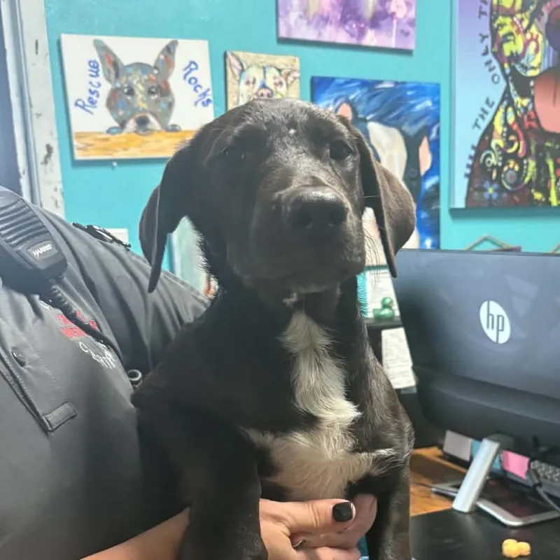 A baby medium-sized male Black German Shepherd Dog named Saturn for adoption in Stephenville, TX