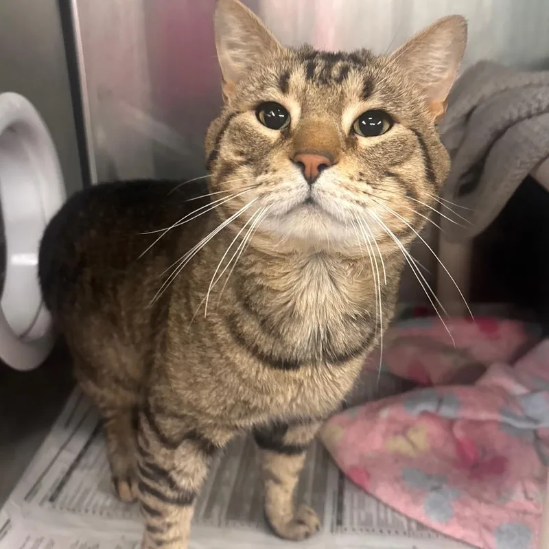 Tony Tiger thumbnail 2