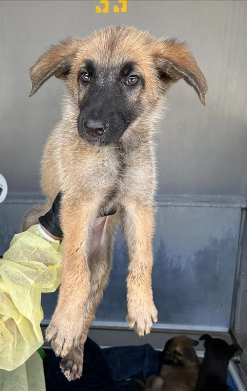 A baby large-sized male Tricolor (Brown, Black, & White) German Shepherd Dog dog named AAD New Arrival! George for adoption in Armonk, NY