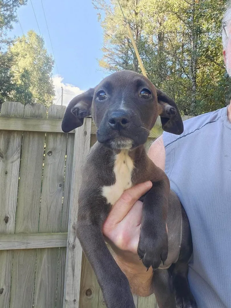 A baby medium-sized female Cattle Dog dog named Stella Luna for adoption in Holbrook, NY