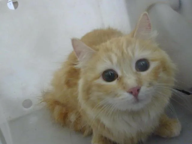 An adult medium-sized female Domestic Medium Hair cat named Ida for adoption in Dallas, TX