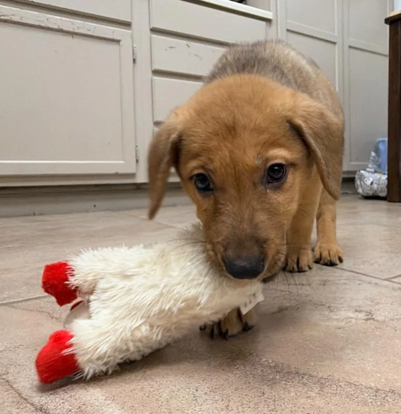 A baby medium-sized male Shepherd dog named Banks for adoption in Batesville, AR