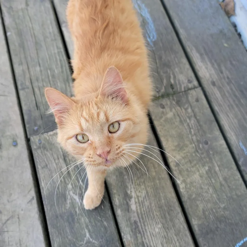 An adult small-sized male Orange / Red Domestic Medium Hair cat named Jack for adoption in Rochester, MN