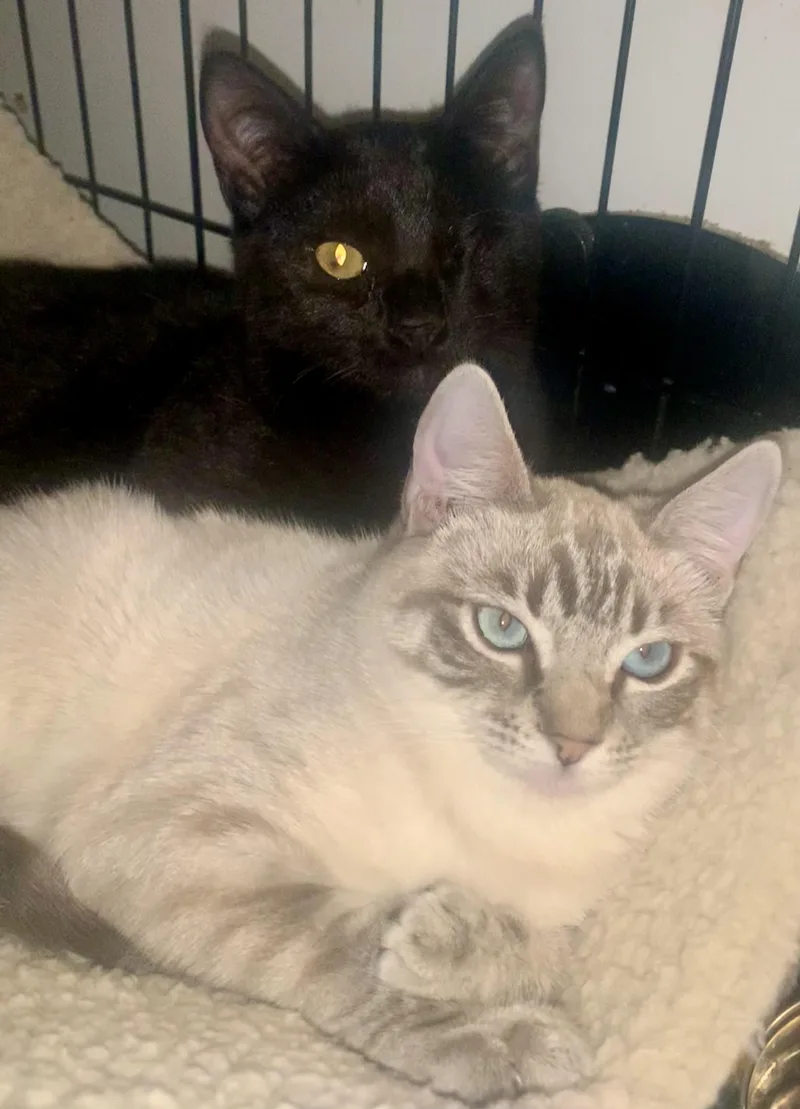 Shadow & Riley  thumbnail 2