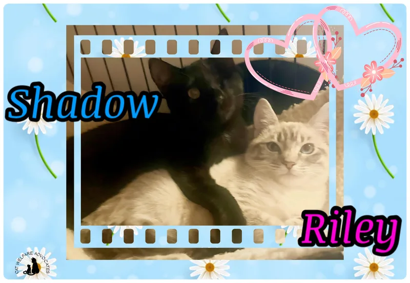 A young medium-sized male Black Domestic Short Hair cat named Shadow & Riley for adoption in San Jose, CA