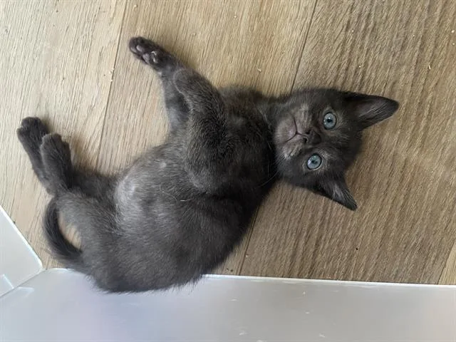 A baby small-sized male Domestic Short Hair cat named Benny for adoption in Charlotte, NC