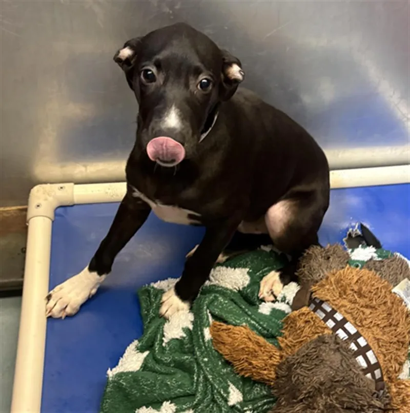 A baby small-sized male Labrador Retriever dog named Sebastian for adoption in Houston, TX