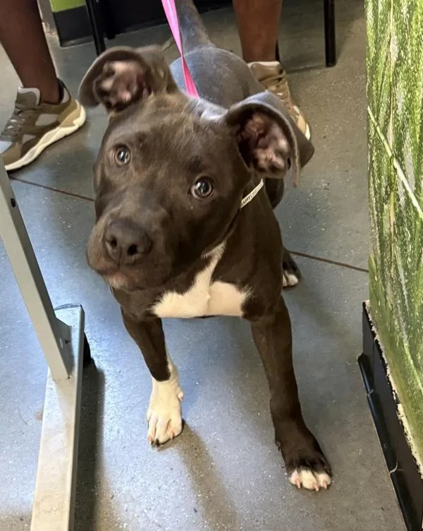 A young small-sized male Pit Bull Terrier dog named Pen  Hunter for adoption in Lawrenceville, GA