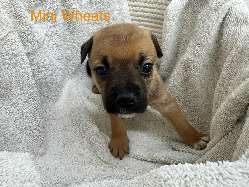 Mini Wheats