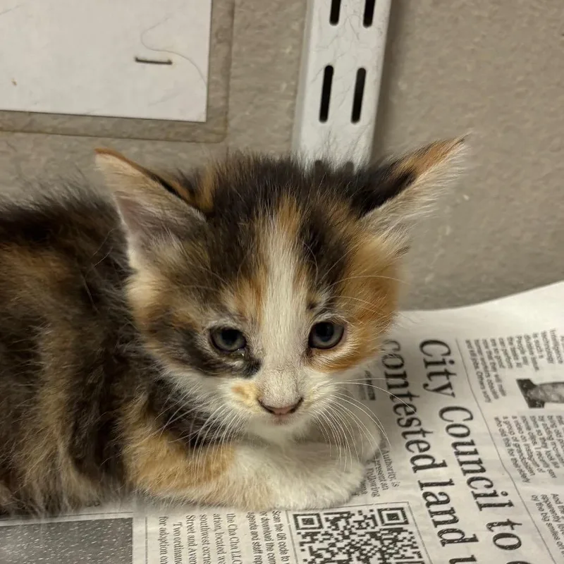 A baby small-sized female Black Domestic Medium Hair cat named Firebolt for adoption in Yuma, AZ