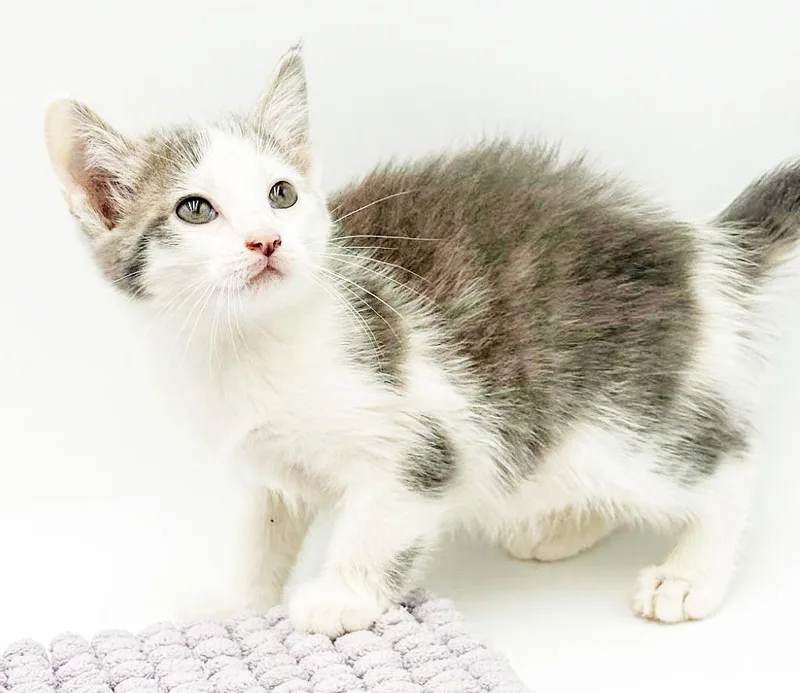 Willow Is A Rainbow thumbnail 2
