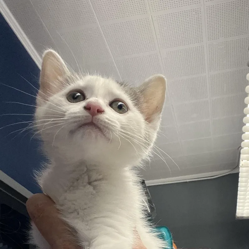 A baby small-sized female White Domestic Medium Hair cat named Tinkerbell for adoption in Oak Hill, WV
