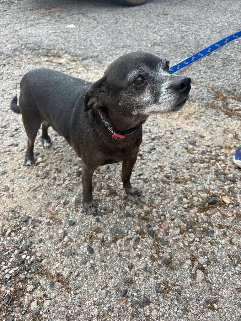 A senior small-sized male Chihuahua dog named Cane for adoption in Ada, OK