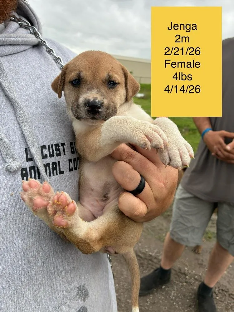 A baby small-sized female White / Cream Terrier dog named Jenga for adoption in Colorado Springs, CO