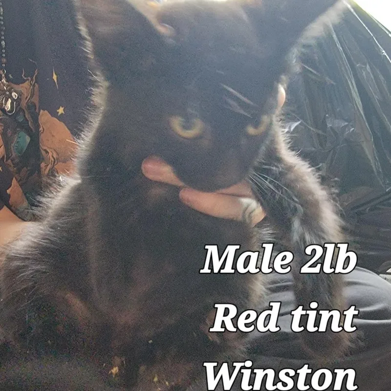 A baby small-sized male Black Domestic Short Hair cat named Winston for adoption in Buffalo, WY