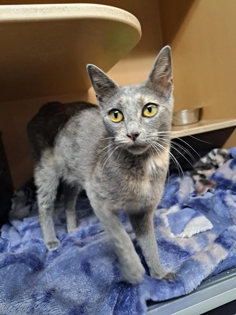 A young medium-sized female Domestic Short Hair cat named Rita for adoption in Fayetteville, TN