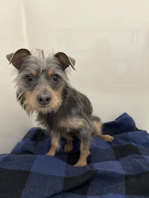A young small-sized male Chihuahua dog named Nibbler for adoption in Las Vegas, NV