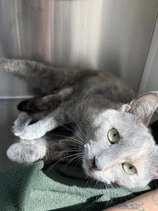 An adult medium-sized female Domestic Short Hair cat named Lady for adoption in Westland, MI