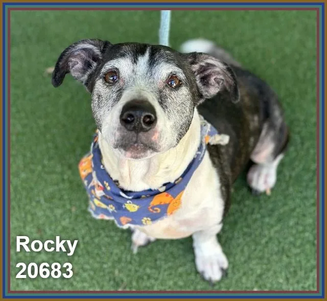 A senior medium-sized male Black Dachshund dog named Rocky for adoption in Marietta, GA