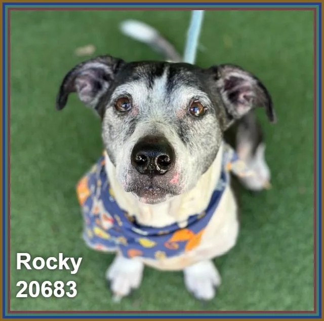 Rocky thumbnail 2