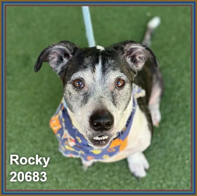 Rocky thumbnail 3