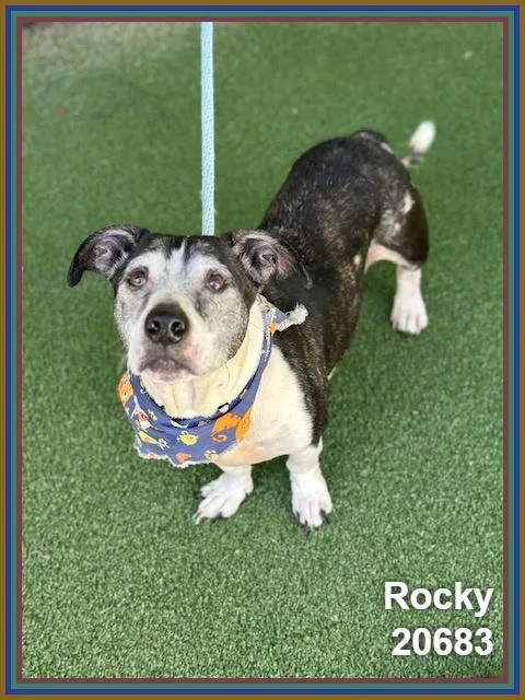 Rocky thumbnail 4