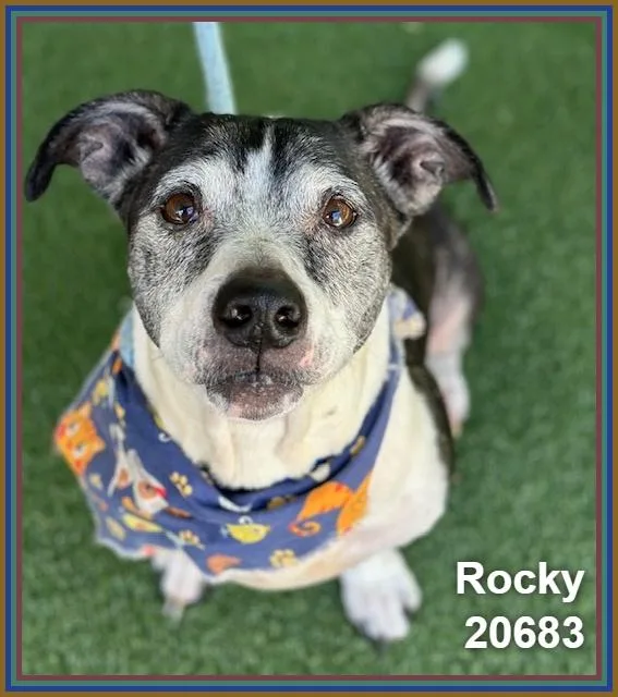 Rocky thumbnail 5