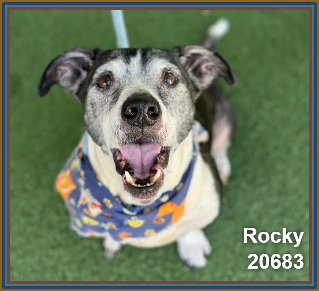 Rocky thumbnail 6