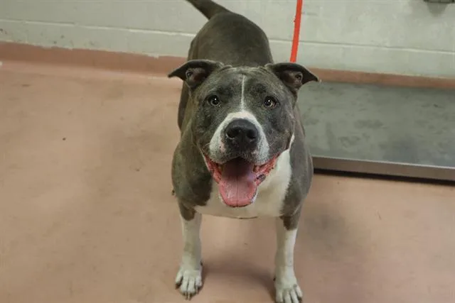 A senior medium-sized female Mixed Breed dog named Kay for adoption in Columbia, SC