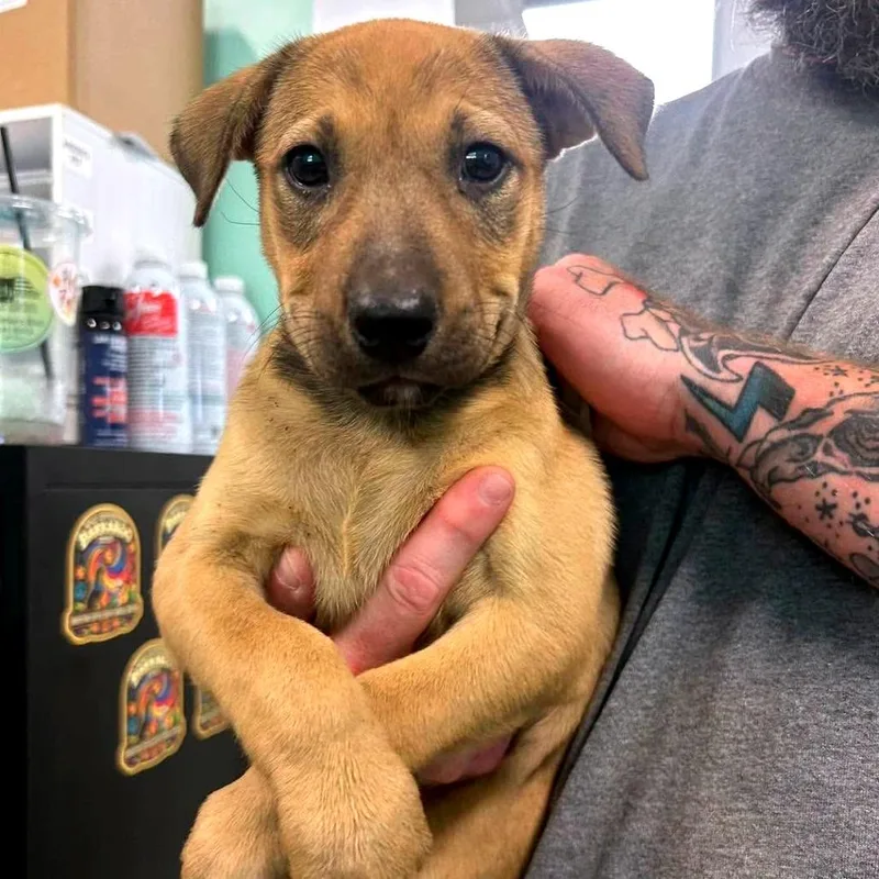 A baby medium-sized female Mixed Breed dog named Bonnie for adoption in Clarksville, TN