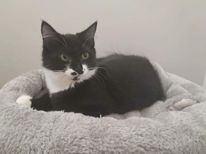 A young medium-sized female Domestic Long Hair cat named Martina for adoption in Export, PA