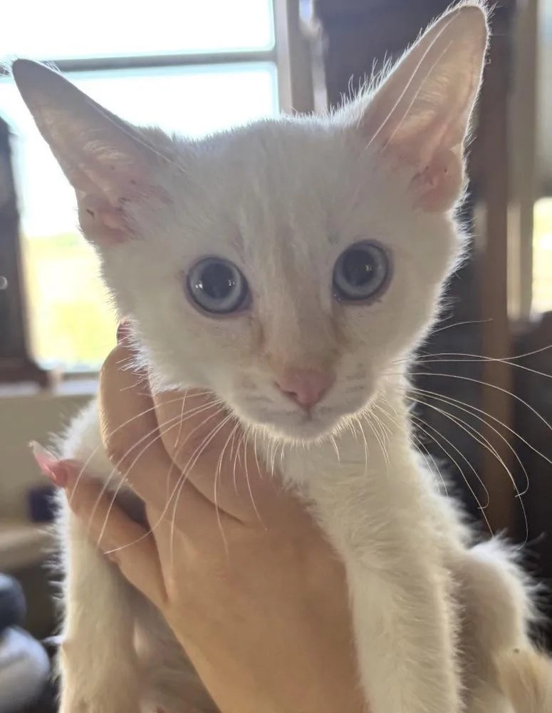 A baby small-sized male Orange & White Domestic Short Hair cat named Sumerian for adoption in Albuquerque, NM