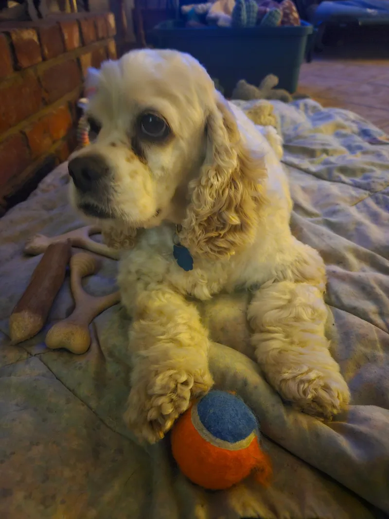 An adult small-sized female White / Cream Cocker Spaniel dog named Chloe for adoption in Grove, OK